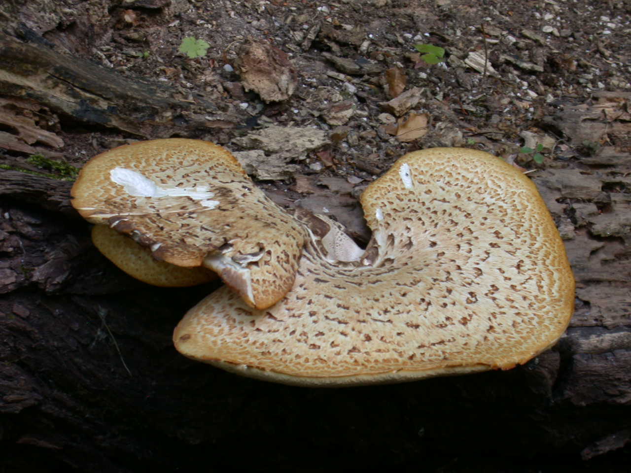 ENORME Albatrellus Pes Caprae ?? + altri..